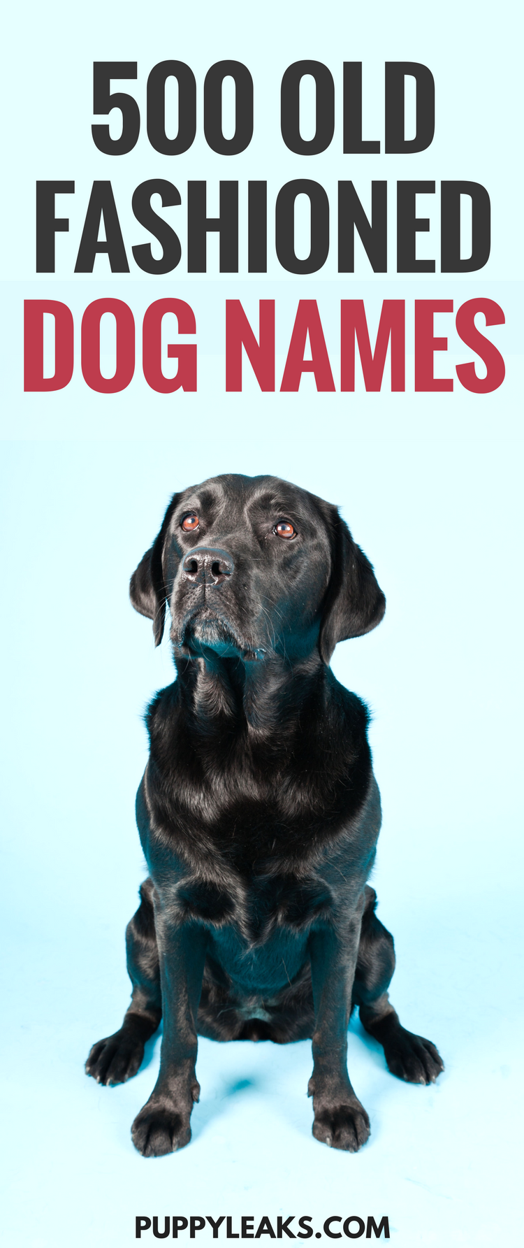 500 Old Fashioned Dog Names - Puppy Leaks