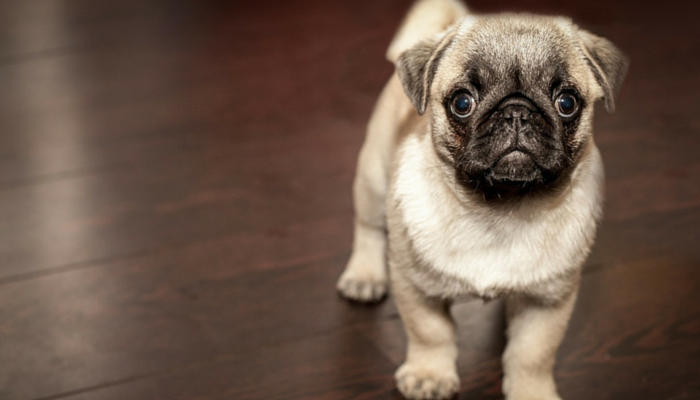 10 Ways to Bond With Your New Dog