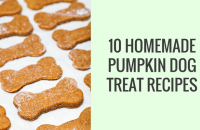 10 Homemade Dog Treat Recipes Made With Pumpkin