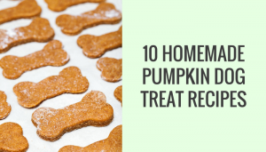 10 Homemade Dog Treat Recipes Made With Pumpkin