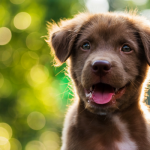 10 Ways to Bond With Your New Dog