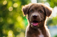 10 Ways to Bond With Your New Dog