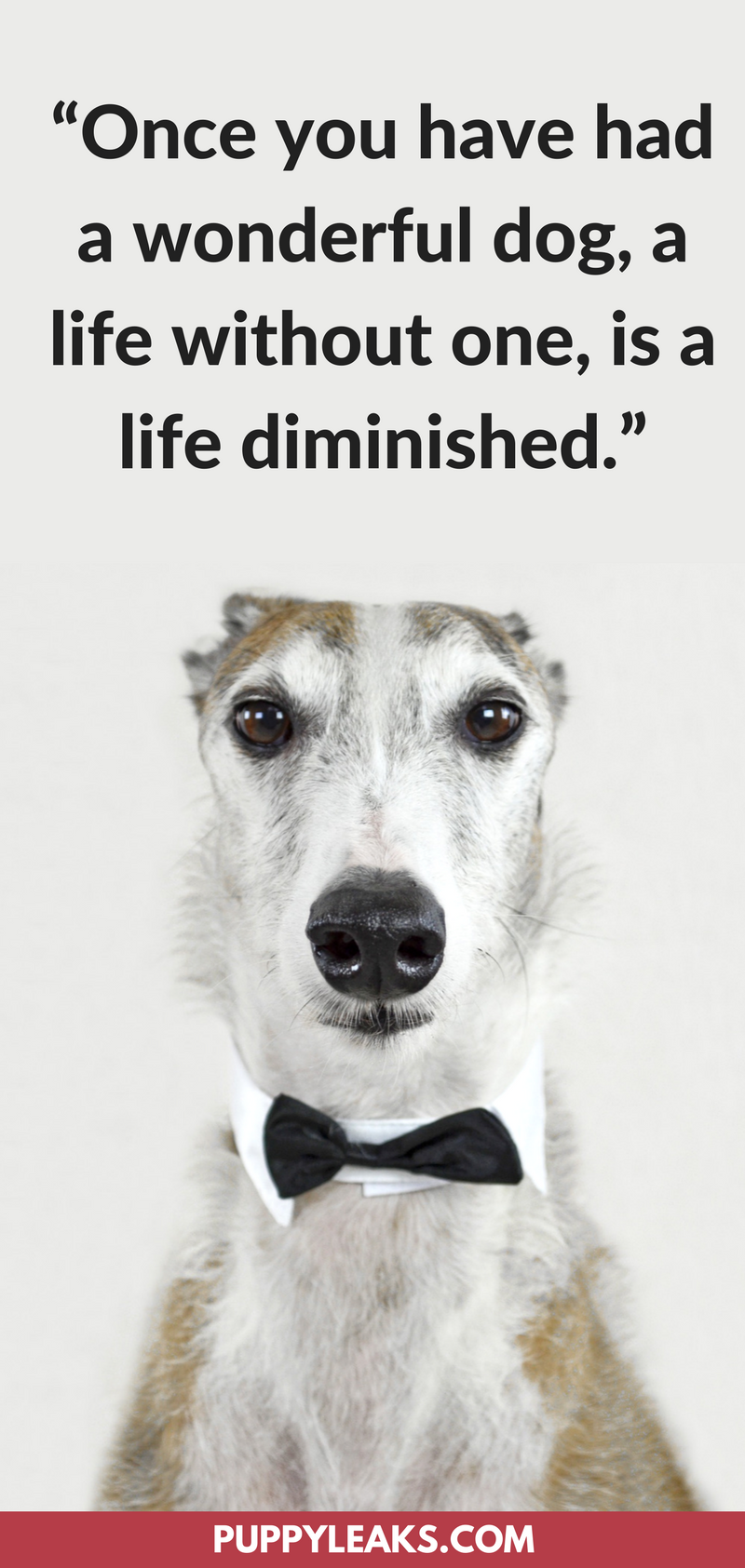 75 The Best Dog Inspired Quotes