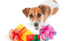 20 Fun Christmas Gift Ideas For Your Dog