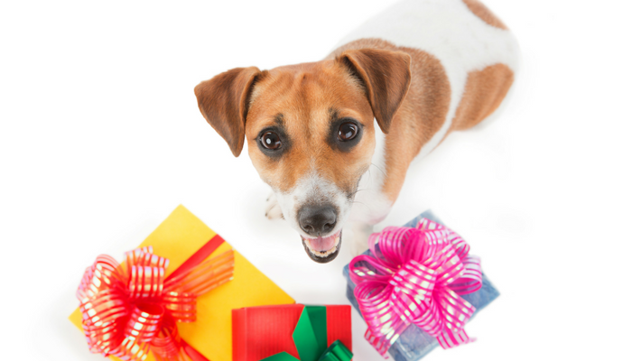 20 Fun Christmas Gift Ideas For Your Dog - Puppy Leaks