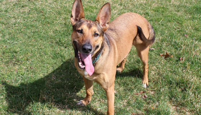 The Benefits of Brushing Your Dogs Teeth