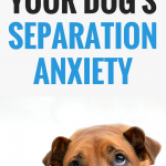 How to manage your dog's separation anxiety