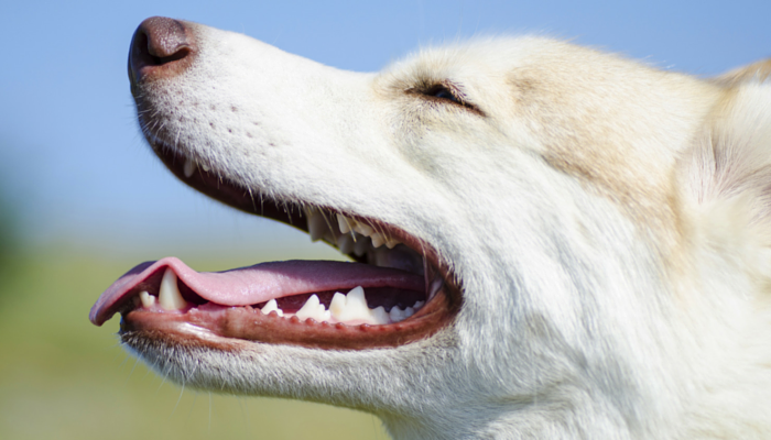 7 Benefits of Brushing Your Dogs Teeth Every Day