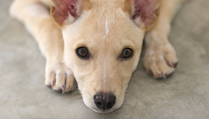 Boredom-Busting Brain Games for Dogs - Long Haul Trekkers