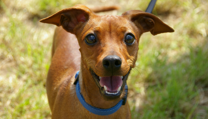 26 Quick & Simple Ways To Relieve Dog Boredom - Puppy Leaks