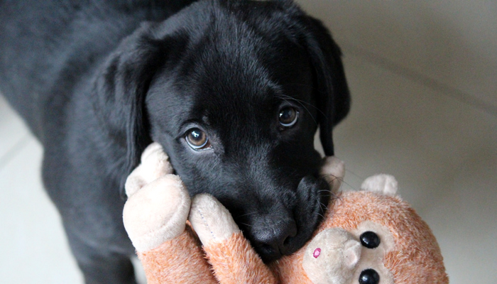 Boredom-Busting Brain Games for Dogs - Long Haul Trekkers