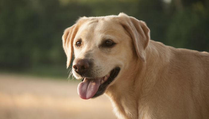 4 creative DIY brain games for dogs - 5 minutes to make