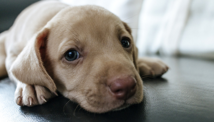 puppy regressing potty training