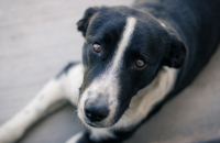5 Myths About Managing Separation Anxiety in Dogs