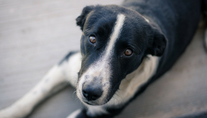 do dogs grow out of separation anxiety