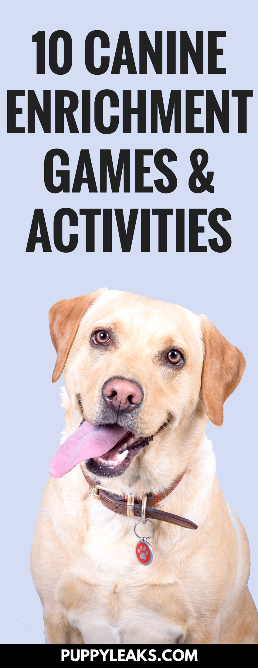 10 Canine Enrichment Games & Activities