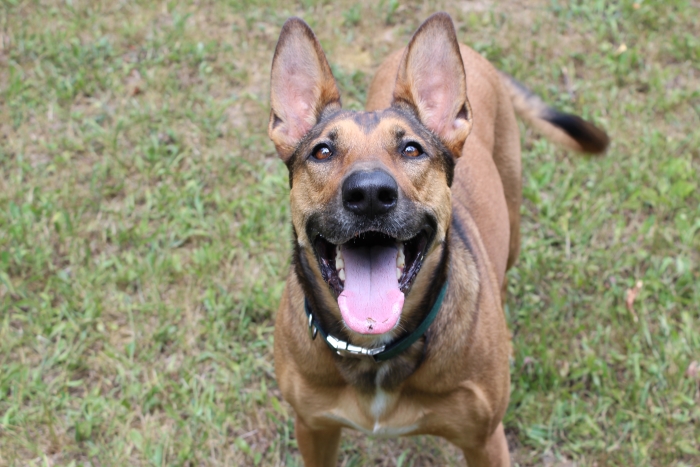 Comment j'ai empêché mon chien d'aboyer devant la télé