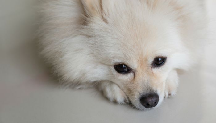 5 Myths About Managing Separation Anxiety in Dogs