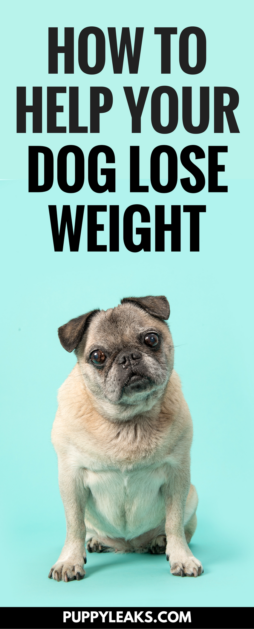 How to help your dog lose weight