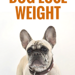 5 Tips To Help Your Dog Lose Weight