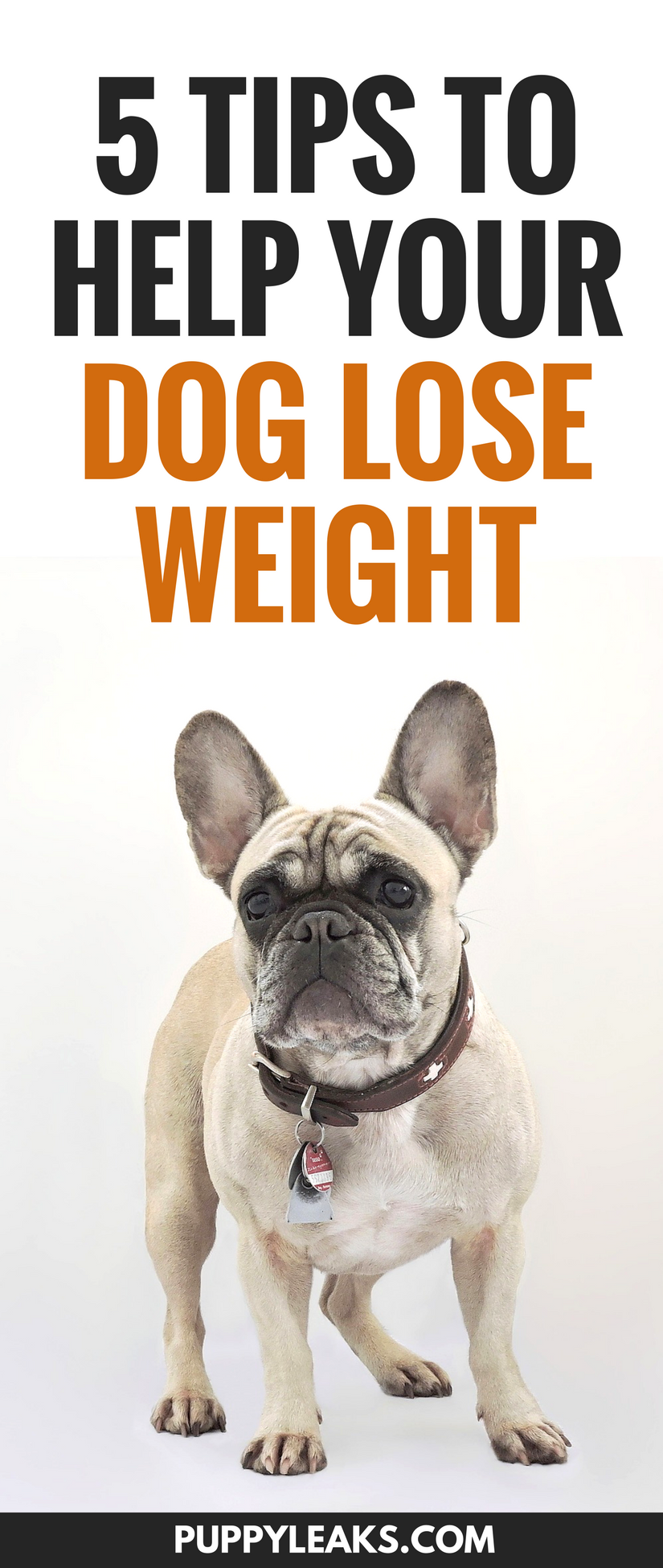 5 Tips To Help Your Dog Lose Weight Puppy Leaks