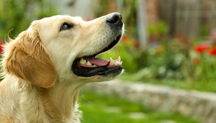 DIY Indoor Enrichment Games For Dogs