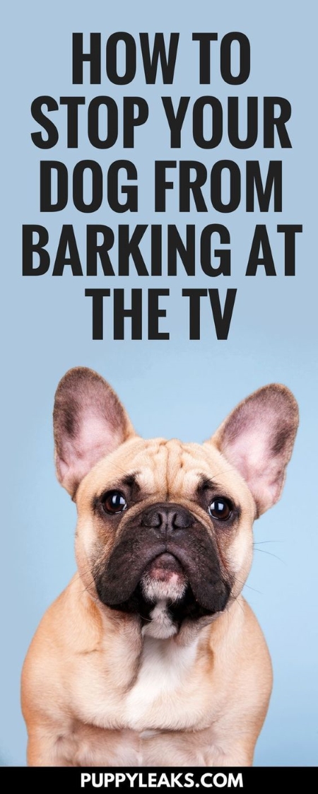 how to get your dog to stop barking at the tv