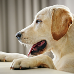 How to Slow Down Your Dog’s Eating