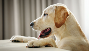 How to slow down your dog's eating
