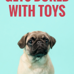 What to do if your dog gets bored with their toys