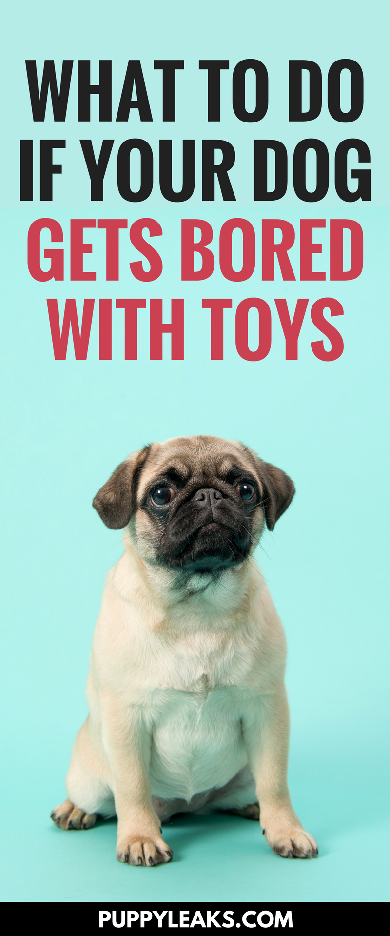 What to do if your dog gets bored with their toys