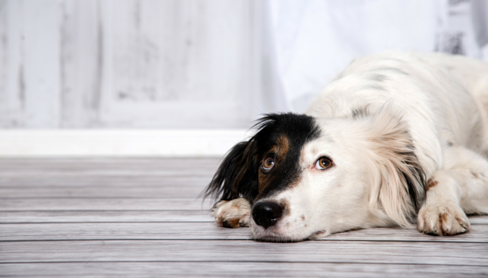 Bored Dogs: How to Recognize and Solve Doggy Boredom