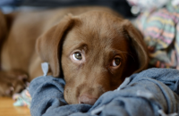 Questions to Ask Before Getting a Dog