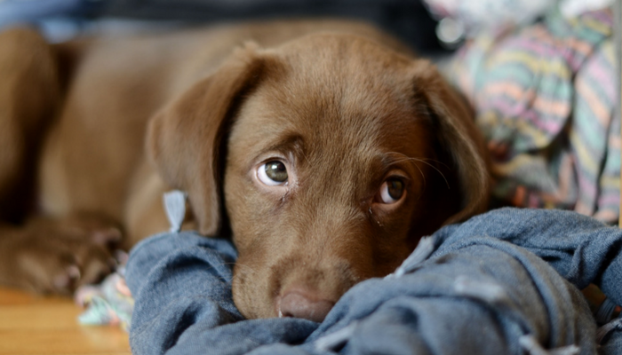 23 Questions You Need to Ask Yourself Before Getting a Dog