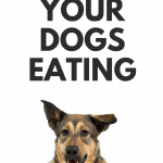 How to Slow Down Your Dog's Eating