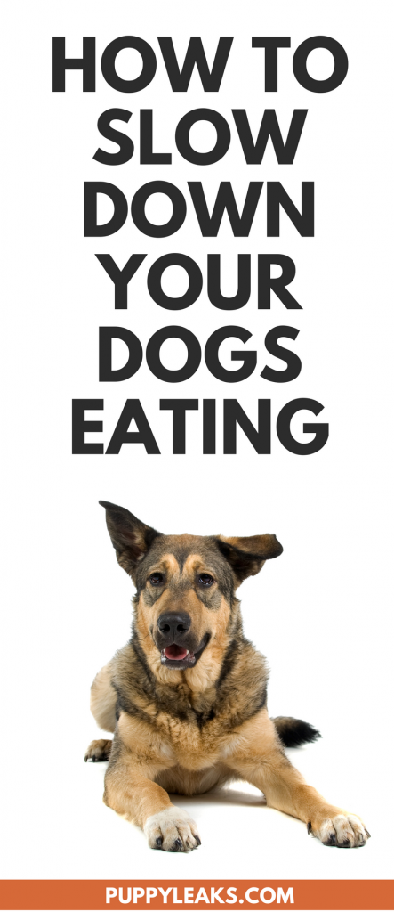 How to Slow Down Your Dog's Eating - Puppy Leaks - Slowing Down Eating For Dogs