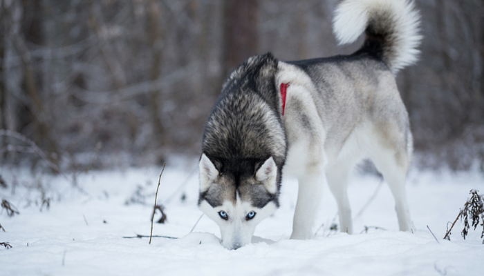 10 Canine Enrichment Games & Activities