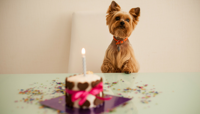 a dog's birthday