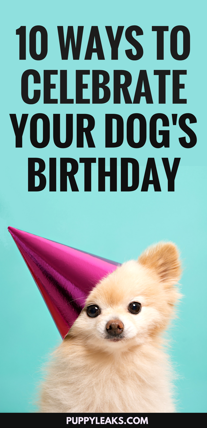 dog for birthday