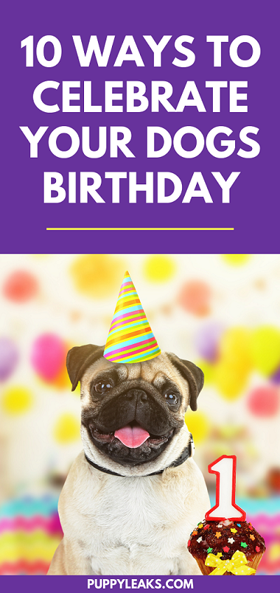 10 Fun Ways To Celebrate Your Dog s Birthday Puppy Leaks 10-fun-ways-to-celebrate-your-dog-s-birthday-puppy-leaks