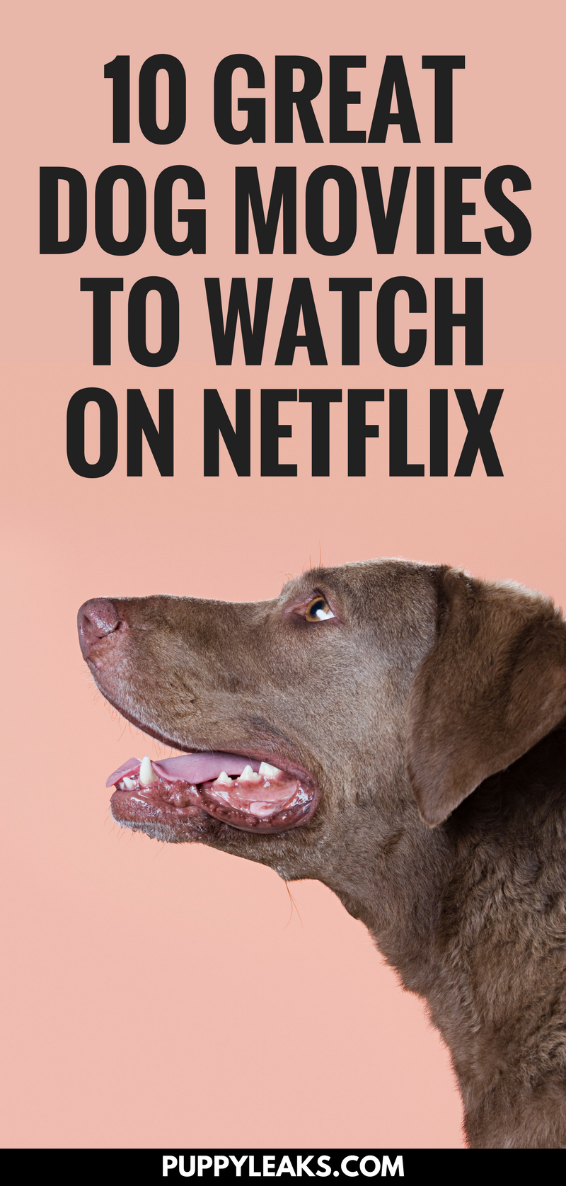 Everything is better with dogs, including movies. If you're looking for some great family oriented dog movies to watch Netflix has some great options. From Homeward Bound to Benji, here's 10 great dog movies available on Netflix. #dogs #puppies #movies #dogstuff 