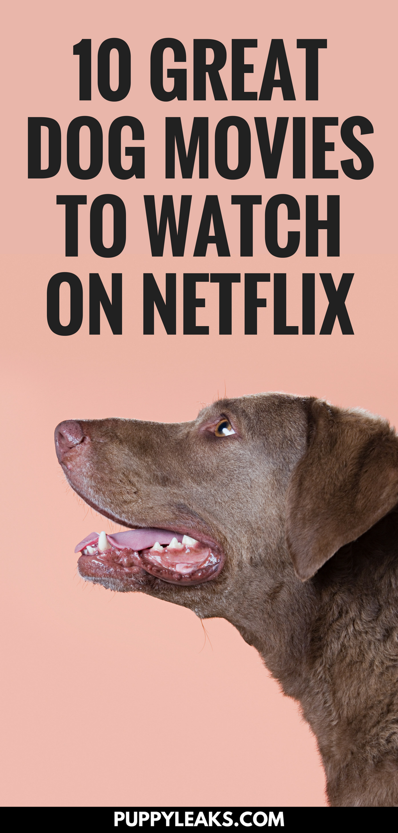 10 Great Dog Movies Available on Netflix Puppy Leaks