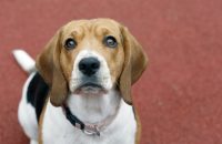 5 Dog Training Lessons I Learned The Hard Way