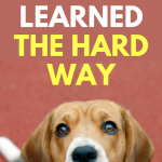 Dog Training Lessons I Learned The Hard Way