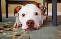 10 Tips For Cleaning Up Pet Stains