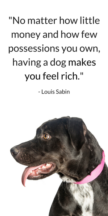 25 Heartwarming Quotes About Dogs