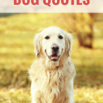 25 Sweet & Heartwarming Dog Quotes