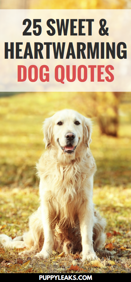 25 Sweet & Heartwarming Dog Quotes