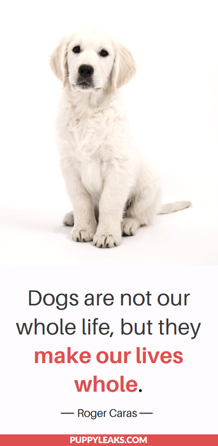 25 Sweet & Heartwarming Quotes About Dogs