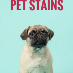 10 Tips For Cleaning Up Pet Stains